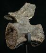 Diplodocus Caudal Vertebra - Dana Quarry #10152-1